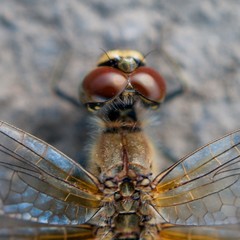 Macro Image Of Dragonfly On Concrete Walkway In The City.  Urban Wildlife Concept.