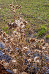 Einsame Blüte an der Distelpflanze