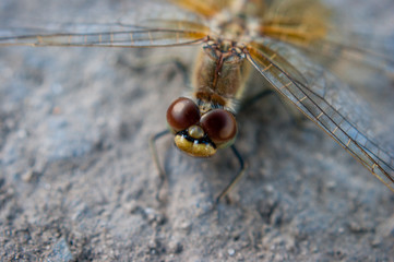 Macro Image Of Dragonfly On Concrete Walkway In The City.  Urban Wildlife Concept.