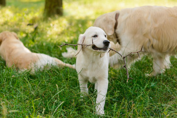 Little puppy with the branch of blackthorn