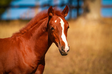 .Foal in portrait in the sunshine on the pasture.