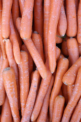 Carottes bio sur un march&eacute;. / Organic carrots on a market.