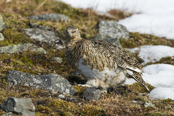 Lagopède alpin, femelle, .Lagopus muta, Rock Ptarmigan