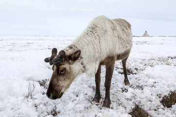 Naklejka premium The extreme north, Yamal, Deer harness with reindeer, pasture of Nenets