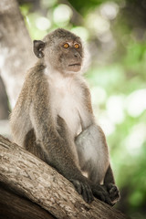 Portrait of long tailed macaque monkey in his natural environmen