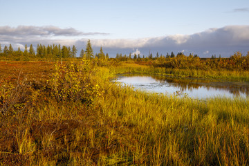 Fototapeta na wymiar Autumn in the tundra. Yellow spruce branches in autumn colors on the moss background. Tundra, Kola peninsula, Russia.Beautiful landscape of forest-tundra,