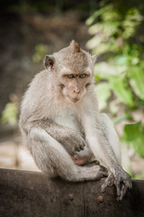 Portrait of long tailed macaque monkey in his natural environmen