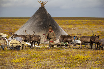Tundra, open area, assistant reindeer breeder,  the men  in national clothes © evgenii