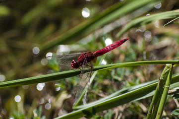Dragon fly in the nature habitat. Macro images with bokeh. Dragonfly is an insect belonging to the order Odonata.