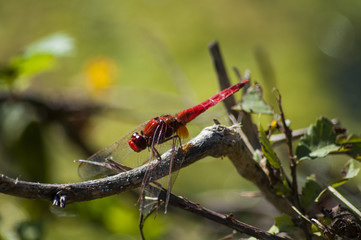 Dragon fly in the nature habitat. Macro images with bokeh. Dragonfly is an insect belonging to the order Odonata.