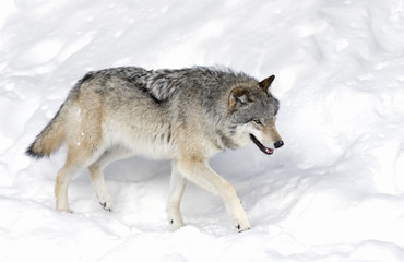 Fototapeta na wymiar A lone Timber wolf or Grey Wolf (Canis lupus) isolated on white background walking in the winter snow in Canada