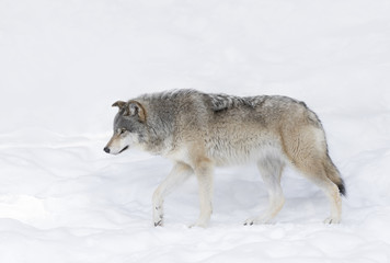 A lone Timber wolf or Grey Wolf (Canis lupus) isolated on white background walking in the winter snow in Canada