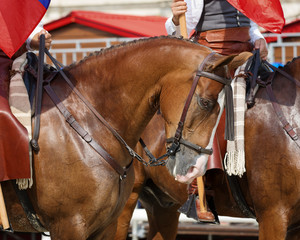 Obraz premium Portrait of a Spanish horse in a traditional bridle