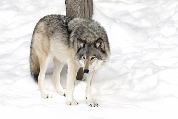 Naklejka premium A lone Timber wolf or Grey Wolf (Canis lupus) isolated on white background standing in the winter snow in Canada