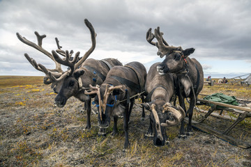 The extreme north, Yamal,   reindeer in Tundra