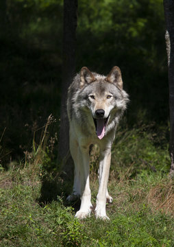 A lone Timber wolf or Grey Wolf  (Canis lupus) on top of a rock looks back on an autumn day in Canada