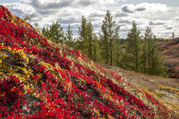 Autumn in the tundra. Yellow spruce branches in autumn colors on the moss background. Tundra, Kola...