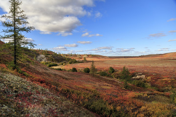 Autumn in the tundra. Yellow spruce branches in autumn colors on the moss background. Tundra, Kola...