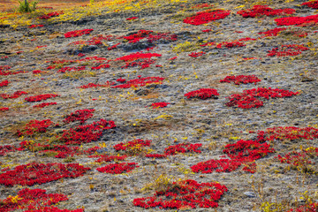 Autumn in the tundra. Yellow spruce branches in autumn colors on the moss background. Tundra, Kola peninsula, Russia.Beautiful landscape of forest-tundra,