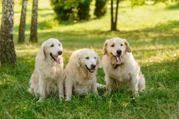 Three dogs in the forest