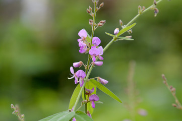 秋の野原で良く見かけるピンク色の小さな花（アレチヌスビトハギ）