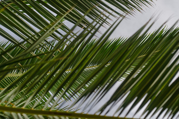 Obraz na płótnie Canvas Exotic Beach Palm Leaf On Beautiful Summer Blue Sky Background