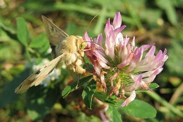 Yellow owlet moth on a clover flower in the meadow, closeup
