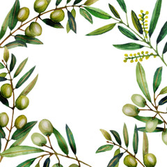 Watercolor illustration of olive branches.