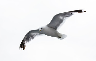 sea gull on white background