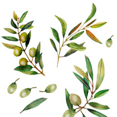 Fototapety  Akwarela ilustracja gałązek oliwnych.