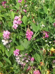 Beautiful flowers of sweet pea garden in summer. Gardening of Ukraine