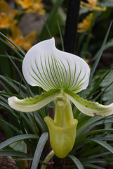 Beautiful white and green orchid showing its bilateral symmetry