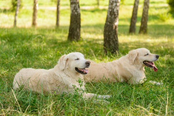 Two beautiful dogs outdoors