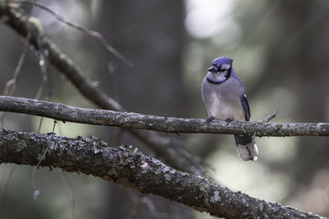 Blue Jay