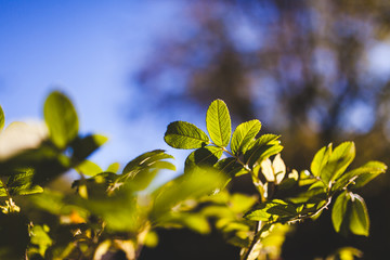 Bush foliage bokeh nature background