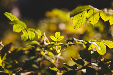 Bush foliage bokeh nature background