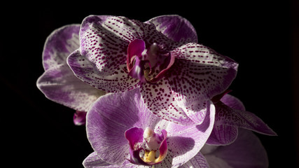orquídea bonita