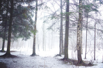 Deciduous forest in early winter in a strong fog