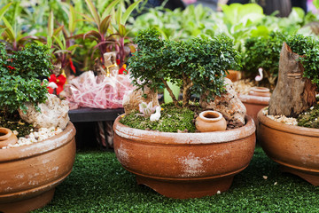 Small decorative buxus sempervirens bonsai potted for sale