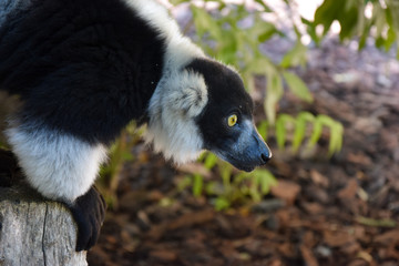 Black and white lemur with green eyes hanging from a tree branch.
