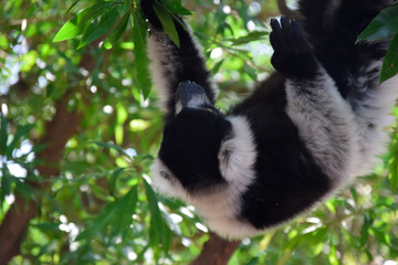 Black and white lemur with green eyes hanging from a tree branch.