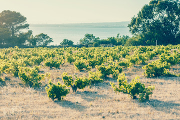 Fototapeta na wymiar Vineyard on a farm field on a lake background