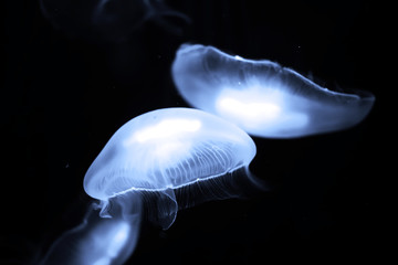 Blue jellyfish swim under water