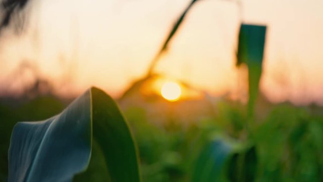 Sunset at cornfield. The sun sets over the horizon, twilight in the field, the evening landscape. Corn leaves in focus, close-up