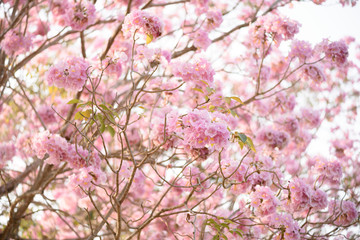 Tabebuia rosea is a Pink Flower neotropical tree