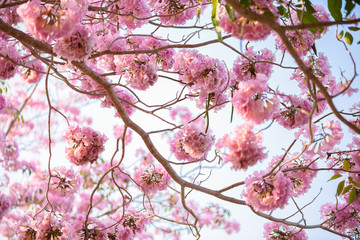 Tabebuia rosea is a Pink Flower neotropical tree
