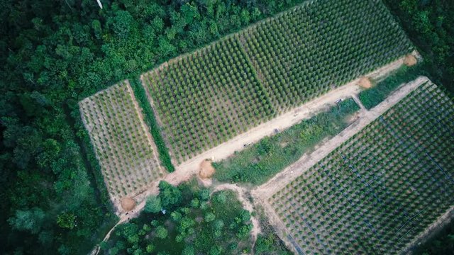 An aerial camera black pepper plantation on Island Phu Quoc, Vietnam. Vietnam. Phu Quoc Island. The garden is famous pepper. Pepper plantations of different varieties are found in many places of the i