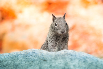 Close-up portrait of cute grey California Ground Squirrel (Sciuridae Xerinae Marmotini) in Yosemite National Park isolated from blurry pastel orange falling leaves background and blue rock foreground.
