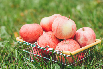 Ripe apples in a basket on the grass on the farm - stuffing for pie