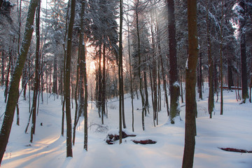 Dawn in a winter snowy forest from deciduous trees